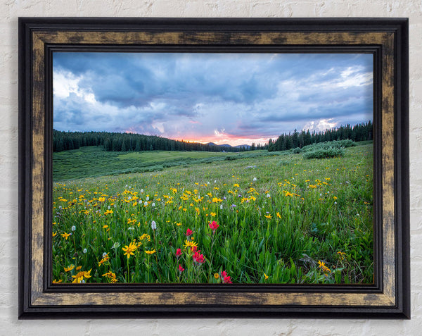 Spring meadow between the trees Framed Print
