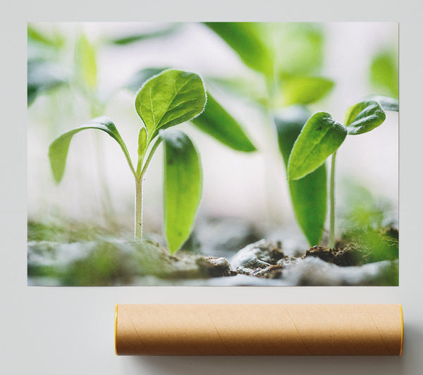 New Spouting Flowers Poster