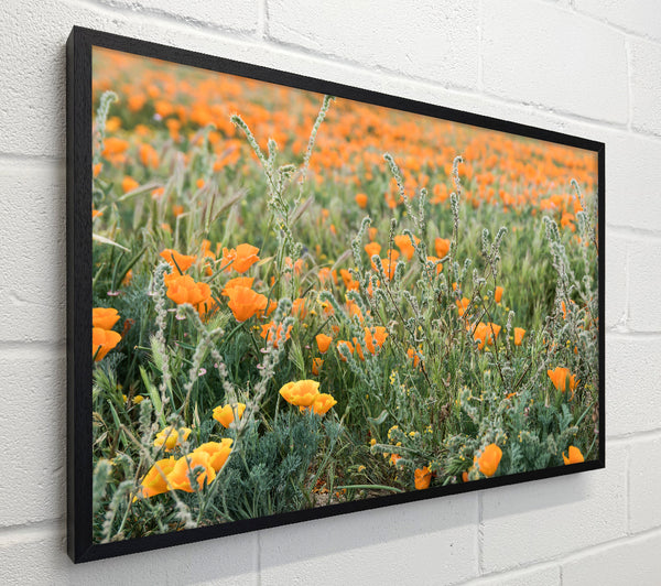 Orange flowers in the spring field
