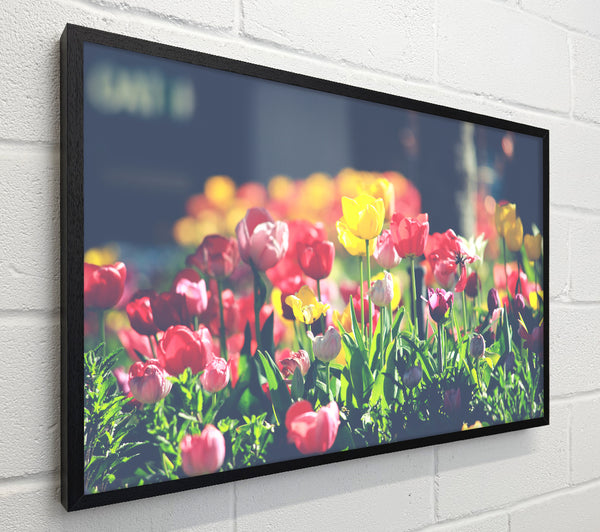 Low contrast tulips