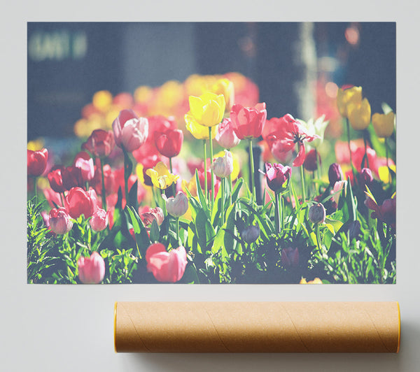 Low Contrast Tulips Poster