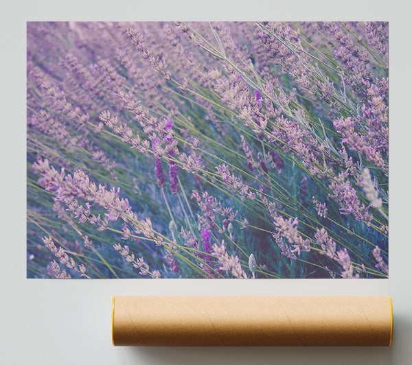 One Direction Of Delicate Flowers Print