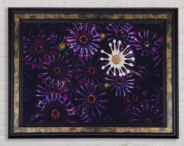 Star shaped flowers in a group Framed Print