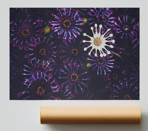 Star Shaped Flowers In A Group Print