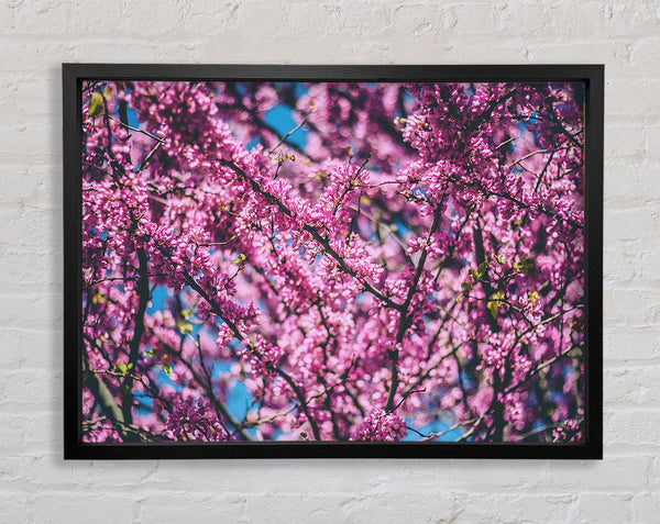 Baumblüten Blumen auf einem blauen Himmel