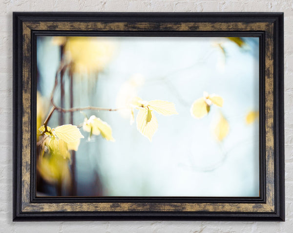 Bleached leaves Framed Print