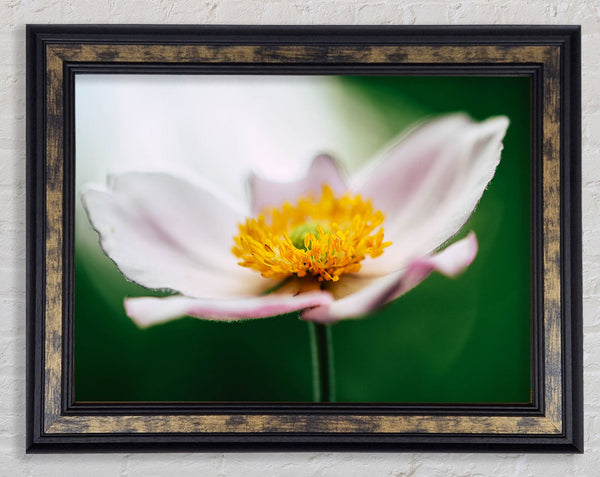 Landing pad flower Framed Print