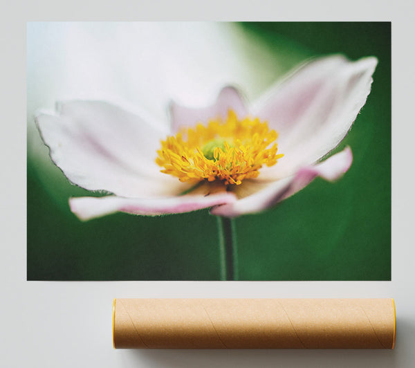 Landing Pad Flower Poster