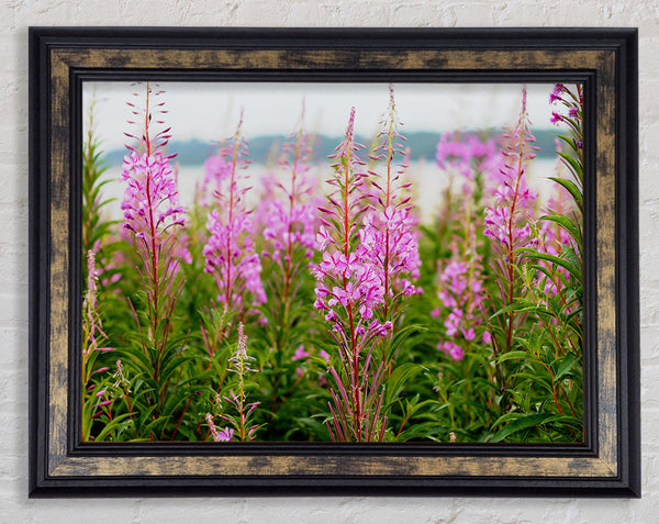 pink flowers in front of the stream Framed Print
