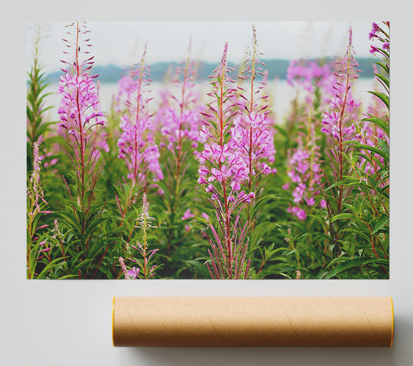 Pink Flowers In Front Of The Stream Poster