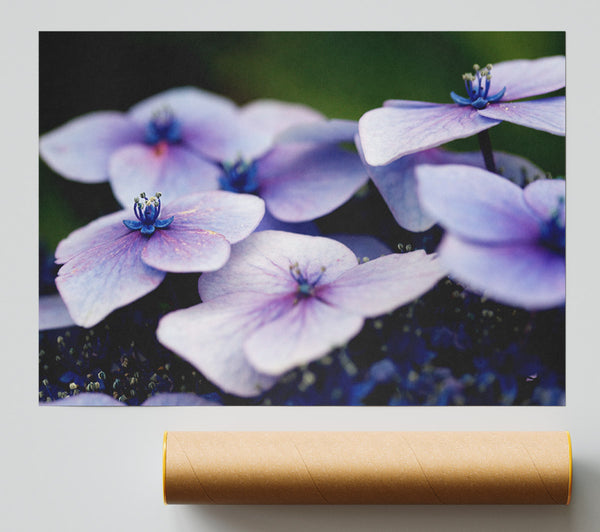 Flat Purple Flowers Giclee Print