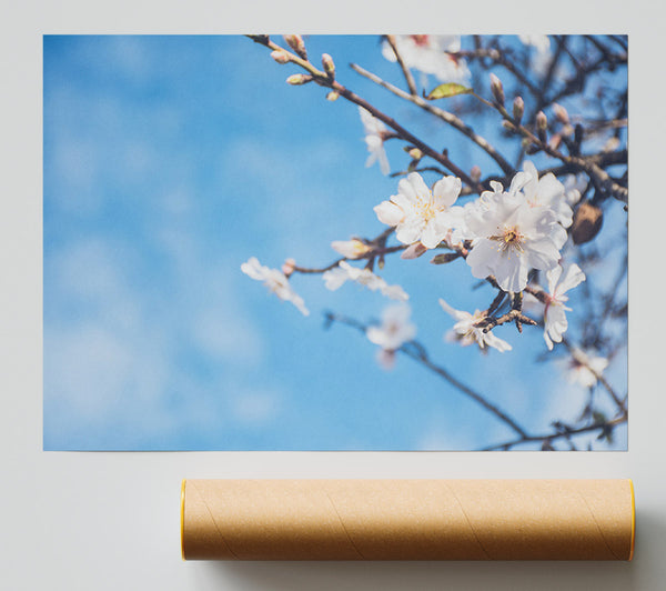 White Blossom Flowers  Off A Branch Print
