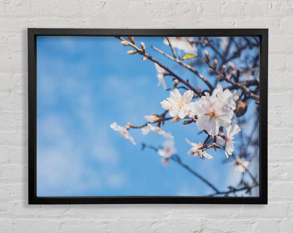 White blossom flowers  off a branch