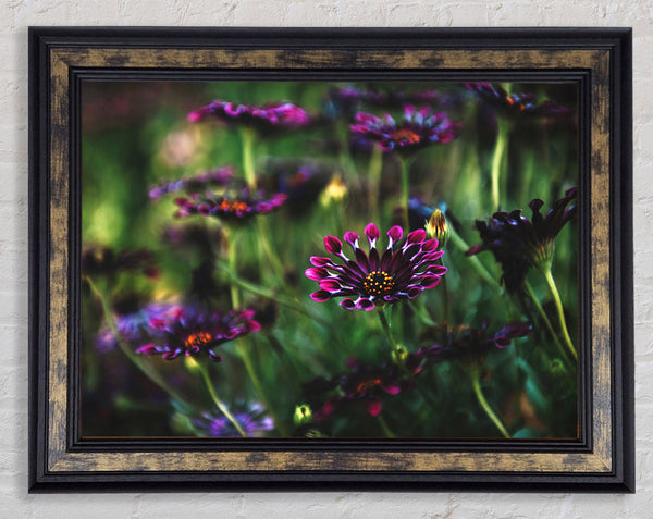 Star flowers suspending off the ground Framed Print