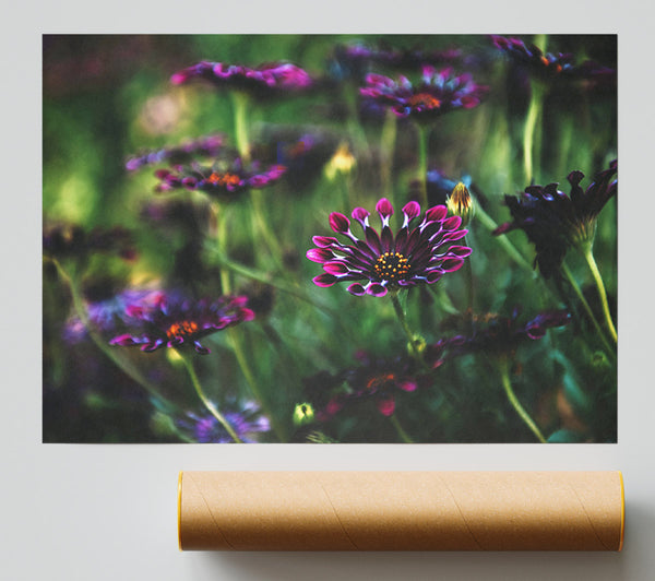 Star Flowers Suspending Off The Ground Giclee Print