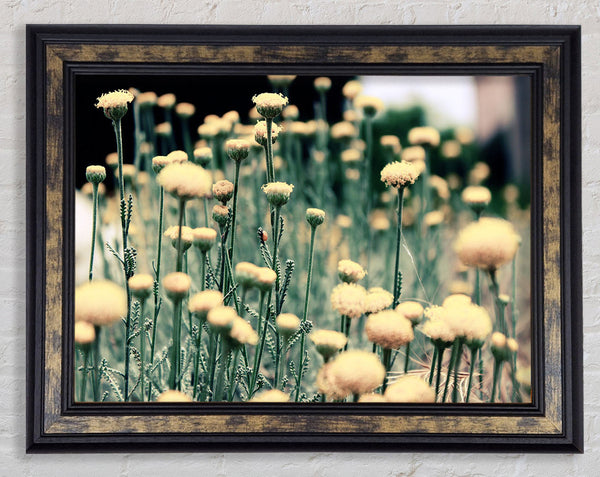 Poppy stalks Framed Print