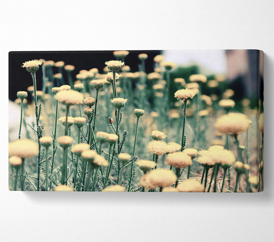  A Canvas Print of Poppy stalks Canvas Art