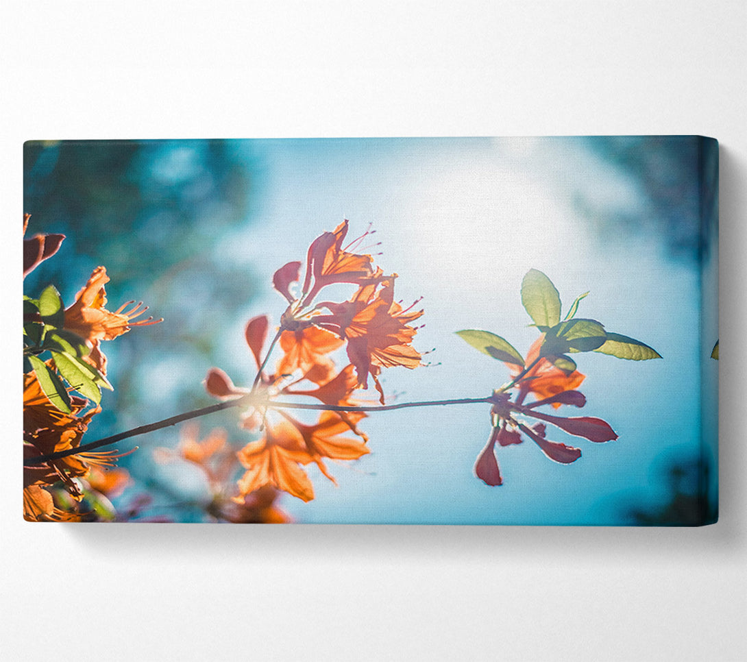  A Canvas Print of Sun shinging through the twigs and leaves Canvas Art