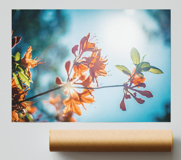 Sun Shinging Through The Twigs And Leaves Giclee Print