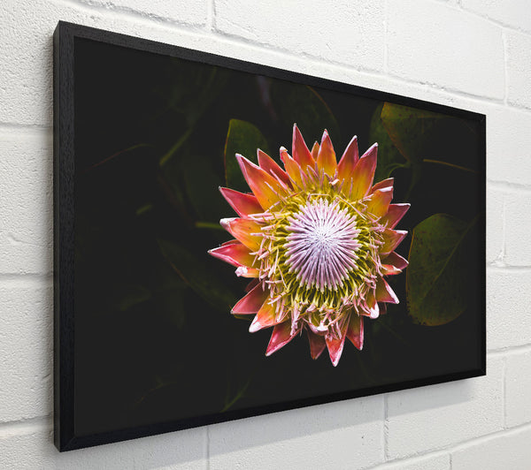 Star big flower