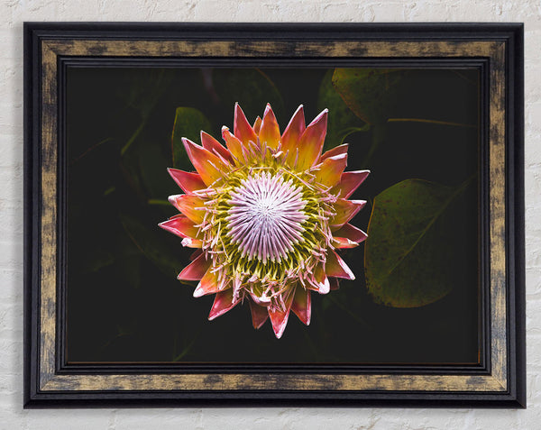 Star big flower Framed Print