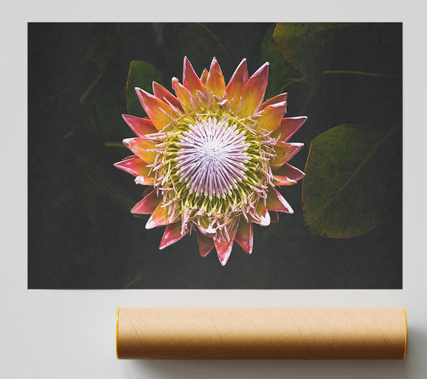 Star Big Flower Poster