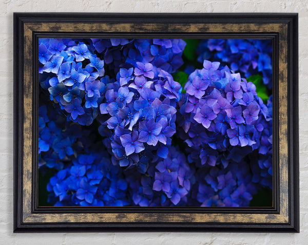 Purple flowers bunched Framed Print