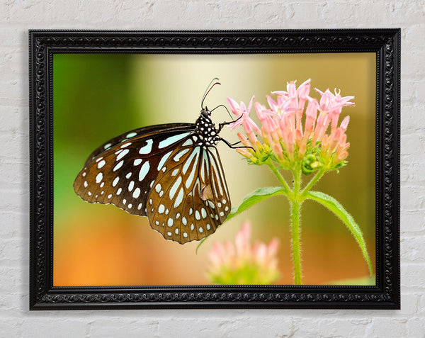Butterfly feeding time Framed Print