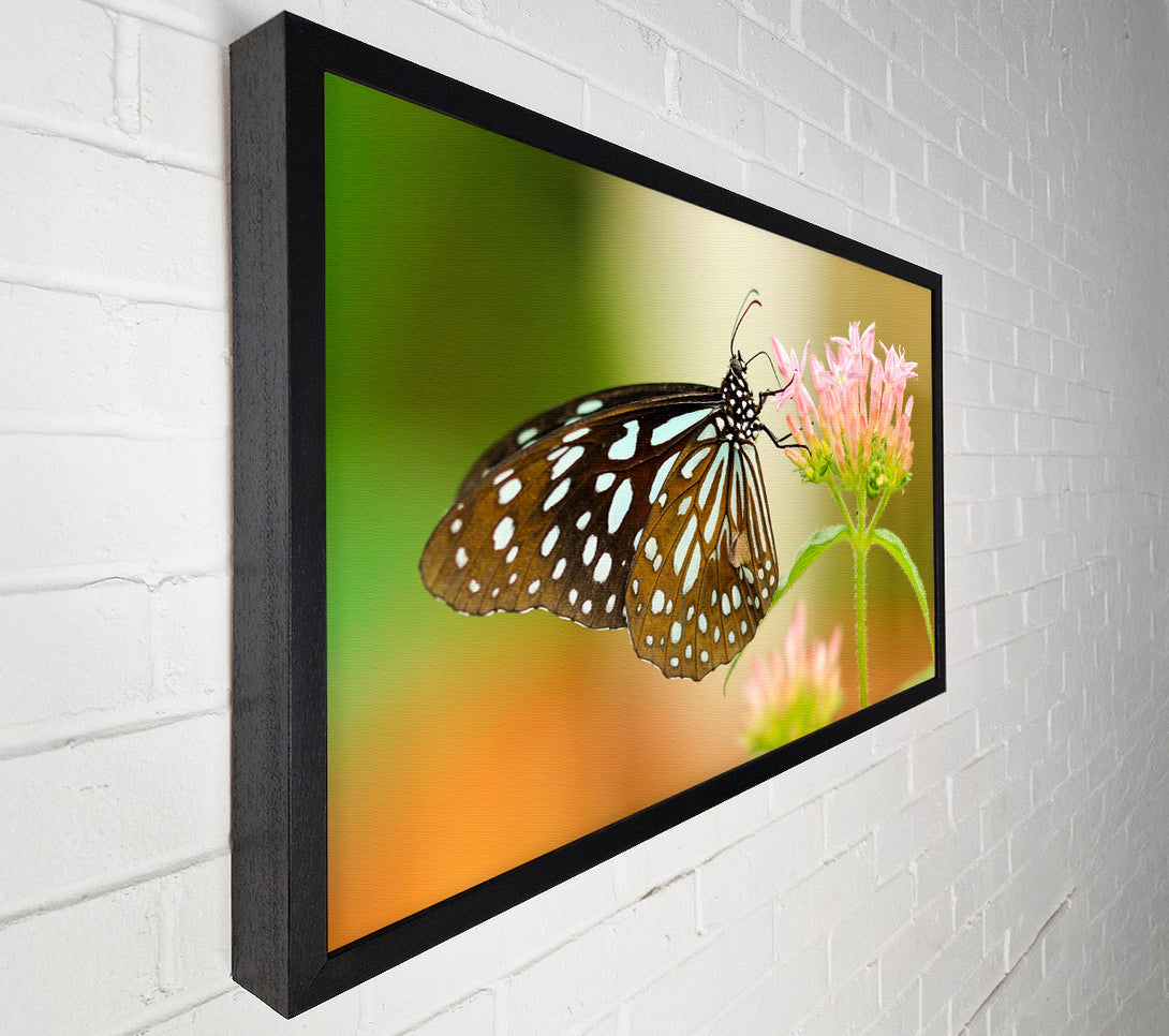  A Canvas Print of Butterfly feeding time Canvas Print