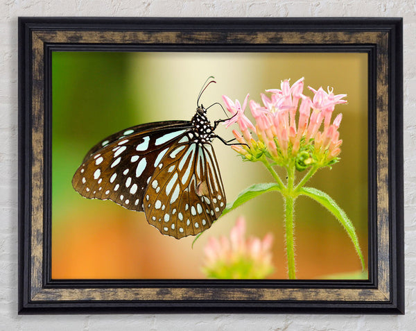 Butterfly feeding time Framed Print