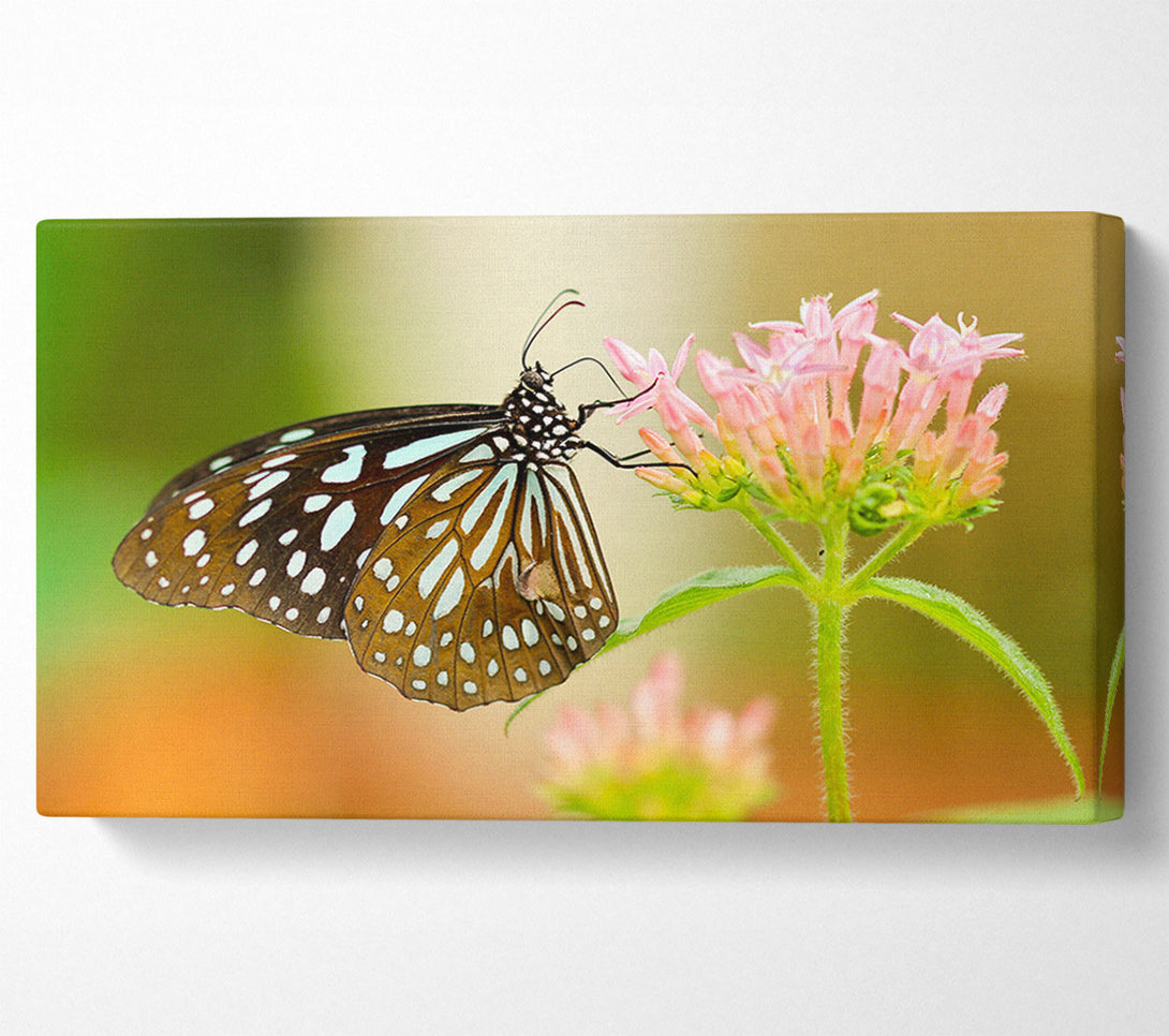  A Canvas Print of Butterfly feeding time Canvas Print