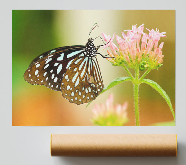 Butterfly Feeding Time Poster
