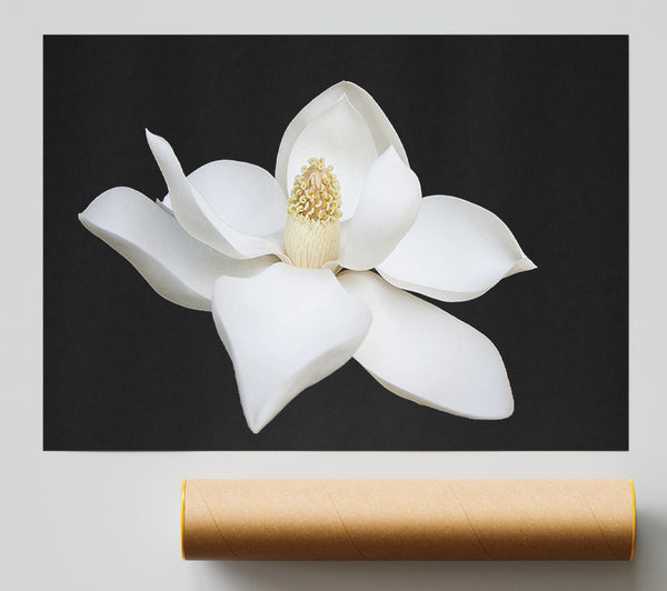 White Flower On Black Delicate Poster