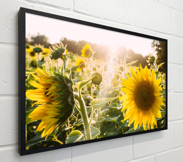Sunflowers standing tall