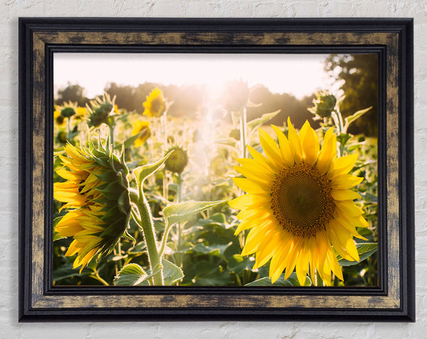 Sunflowers standing tall Framed Print