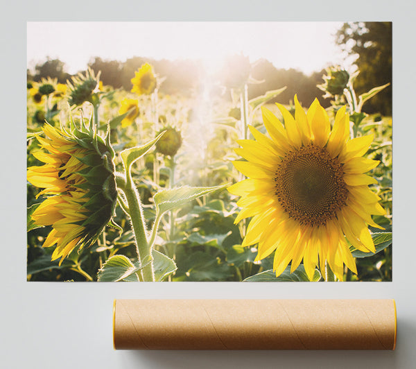Sunflowers Standing Tall Print