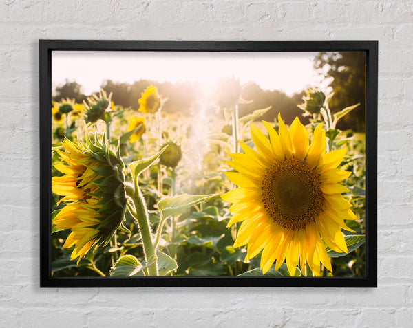 Sonnenblumen stehen hoch 
