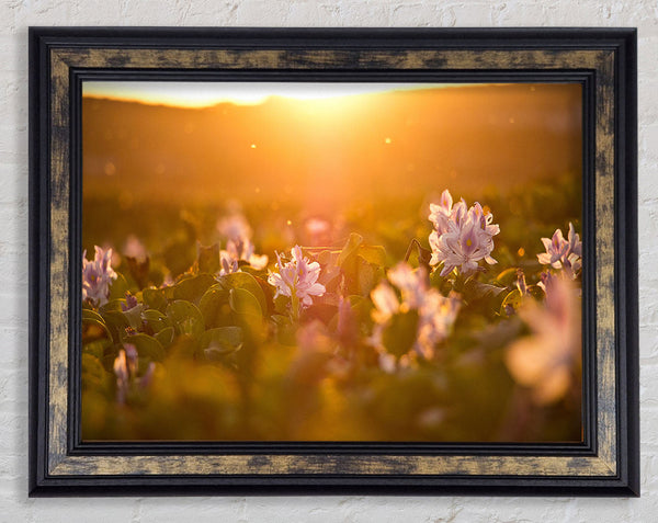 Diffused light on the meadow Framed Print