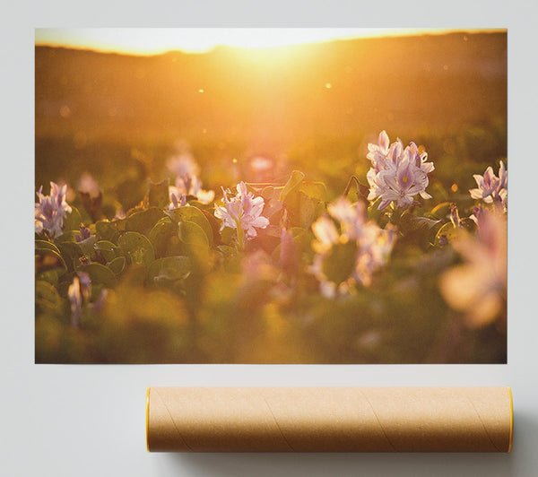 Diffused Light On The Meadow Poster