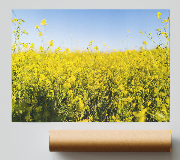 Summer Harvest Fields Print