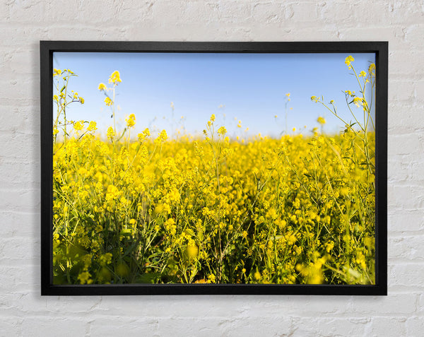 Summer harvest fields Framed Print
