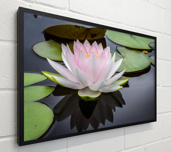 Pond plant floating on the lake
