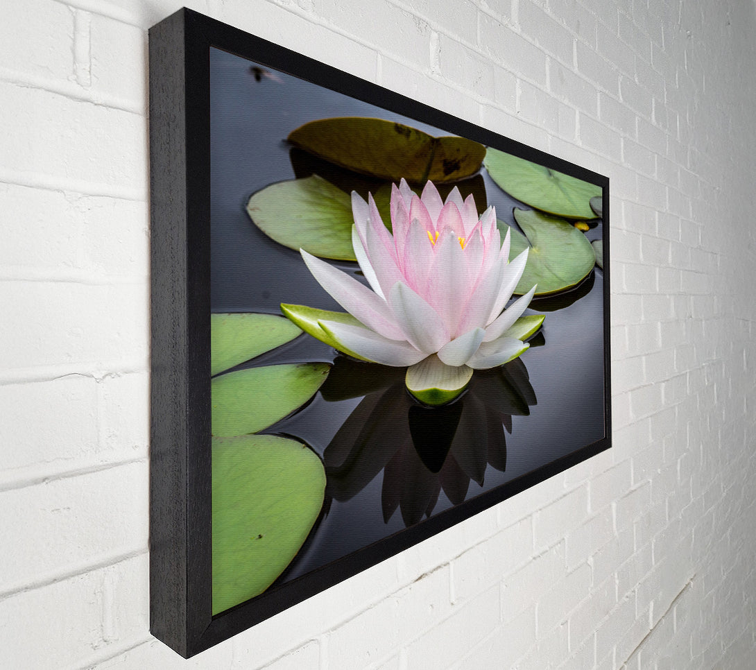  A Canvas Print of Pond plant floating on the lake Canvas Art