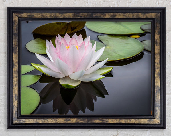 Pond plant floating on the lake Framed Print