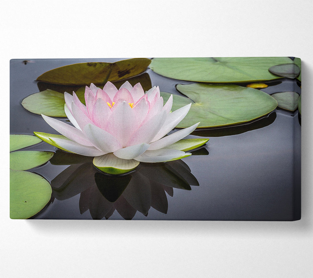  A Canvas Print of Pond plant floating on the lake Canvas Art