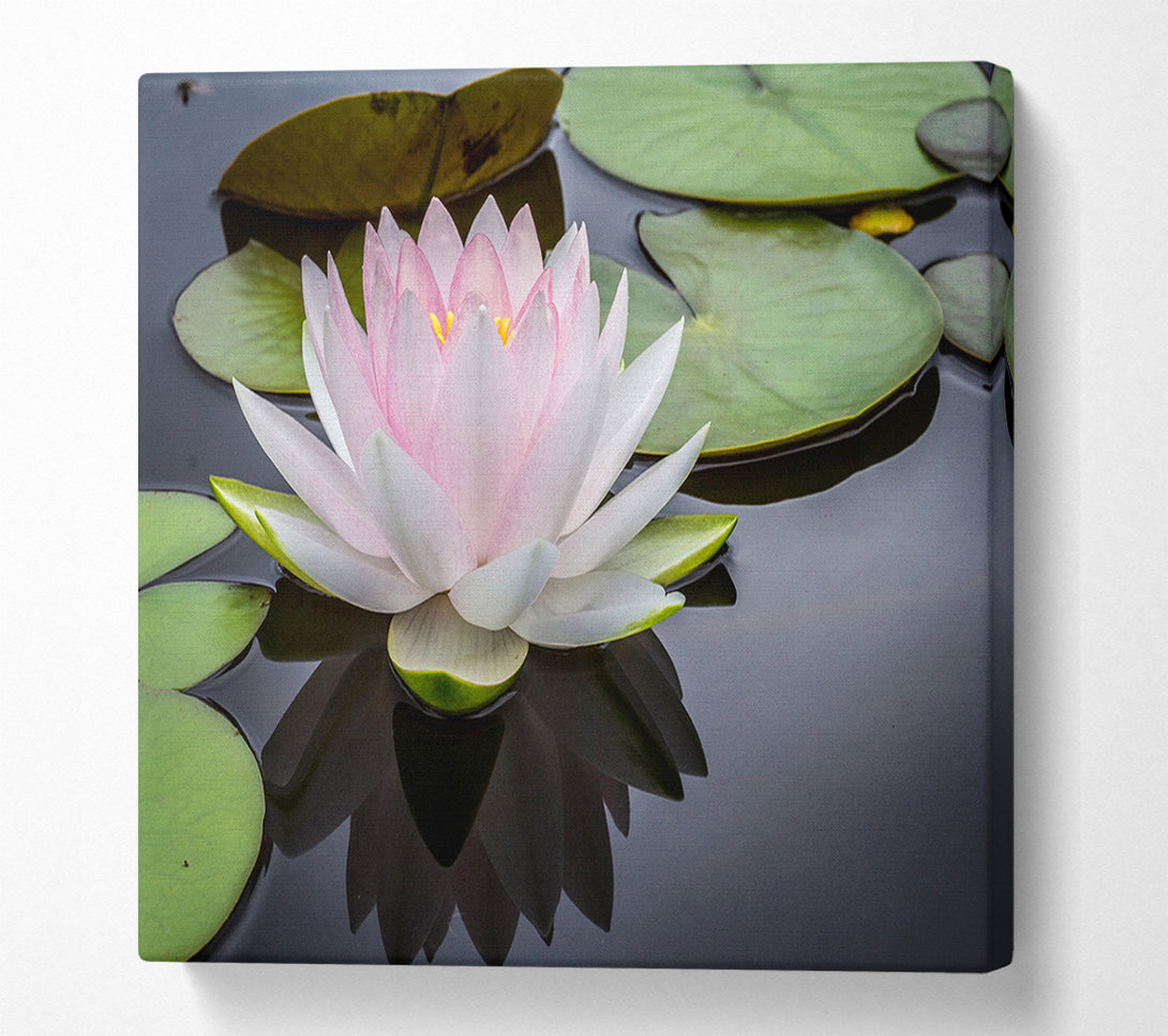  A Canvas Print of Pond plant floating on the lake Canvas Art