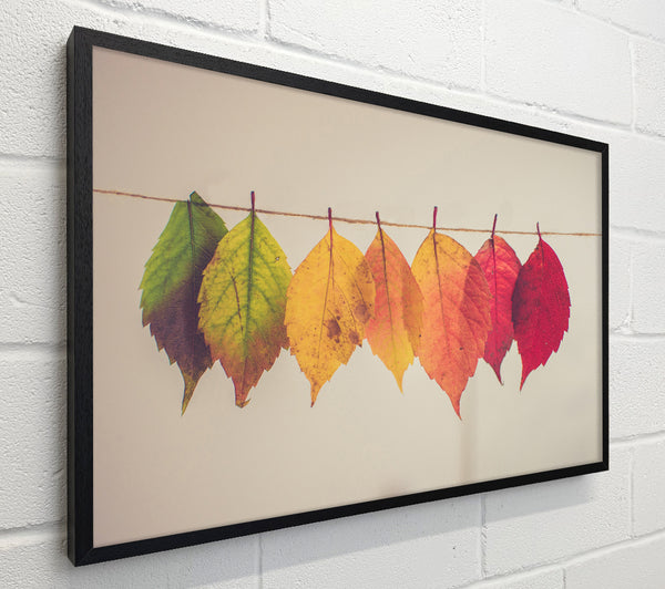 Summer to spring leaves