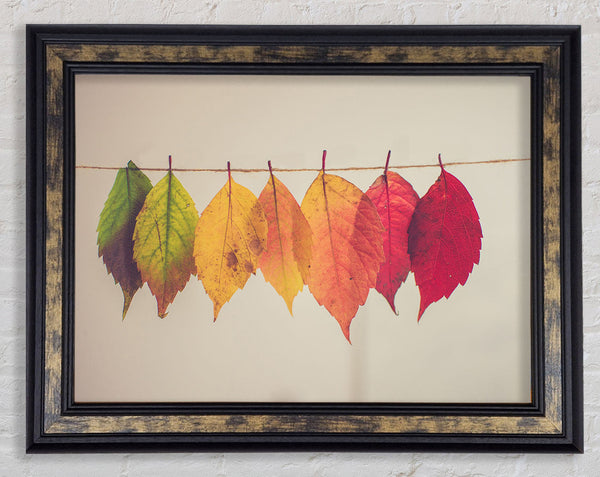 Summer to spring leaves Framed Print