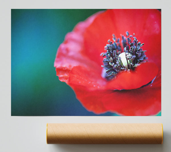 Close Look Inside A Poppy Giclee Print