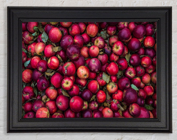 Collection of apples